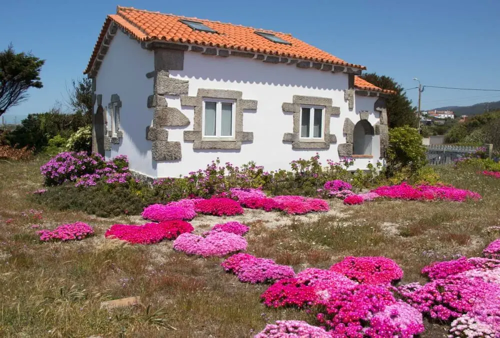house with pink flowers